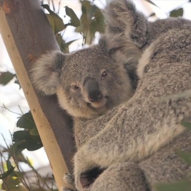 VIDEO: Baby koala makes debut at WILD LIFE Sydney Zoo