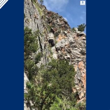 VIDEO: Gravity-defying sheep climb down cliff in China