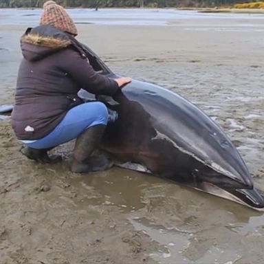 VIDEO: Rescue teams, residents help save stranded dolphins in Chile