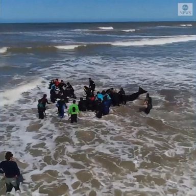 VIDEO: 6 orcas saved from beach in Argentina