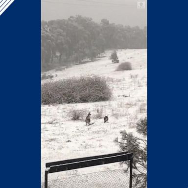 VIDEO: Kangaroos watch snow fall in New South Wales