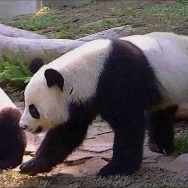 Giant panda dies in Thailand zoo