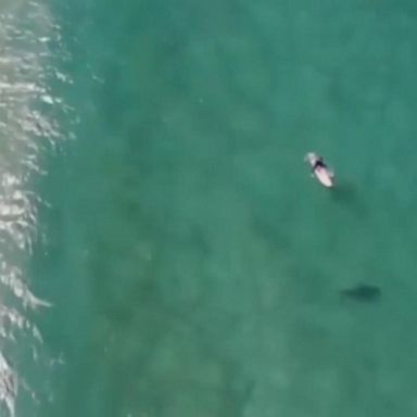 VIDEO: Surfer avoids shark after alert from drone operator