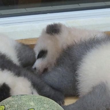 VIDEO: Rare gray panda born at research base in China