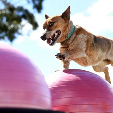 VIDEO: The Royal Melbourne Show 2019, climate protest and Oktoberfest: World in Photos, Sept. 23