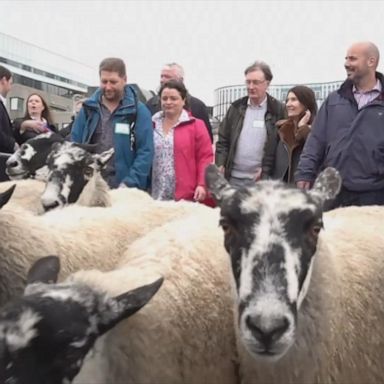 VIDEO: Flocks of sheep guided across London Bridge