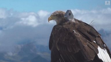 Sea Eagle Gets A Bubble Bath Video Abc News