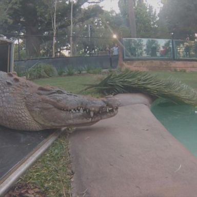 VIDEO: Perth Zoo unveils new 13-foot crocodile