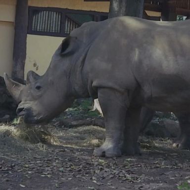 PHOTO: The 3-year-old white rhinos, Thomas and Kibo, were brought from zoos in northern Europe.