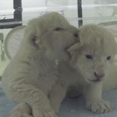 VIDEO: Adorable white lion cubs squirm together at Jinan Wildlife Park