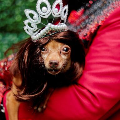 VIDEO: Pet fashion show, Will Smith and Hong Kong: World in Photos, Oct. 7