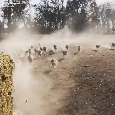 VIDEO: Flock of sheep run through dust storm at feeding time