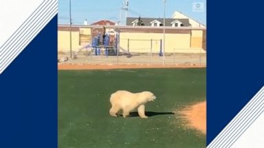 religion VIDEO: Polar bear wanders across a baseball field in Manitoba