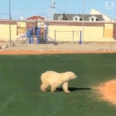 VIDEO: Polar bear wanders across a baseball field in Manitoba