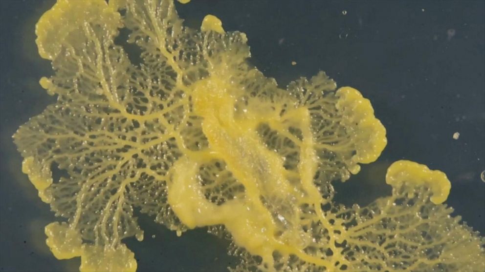 Video Yellow organism known as the 'blob' gets exhibit at Paris