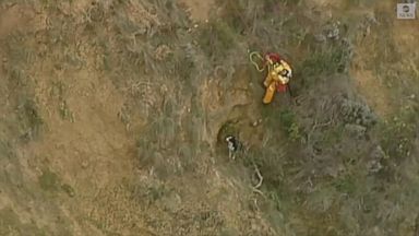 religion VIDEO: Border collie rescued from side of cliff