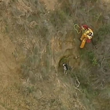 VIDEO: Border collie rescued from side of cliff