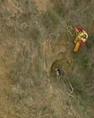 Border Collie Rescued From Side Of Cliff