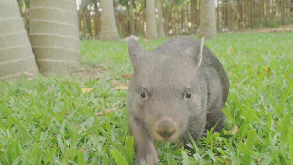 Funny best sale wombat videos