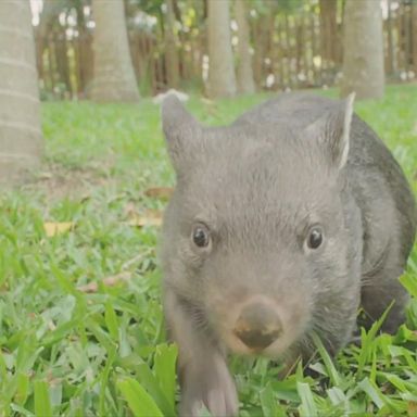 VIDEO: Australia zoo welcomes adorable baby wombat