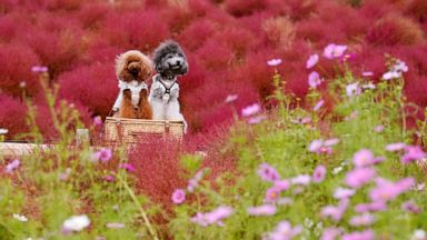 religion VIDEO: Hitachinaka, tornado and Syria: World in Photos, Oct. 21