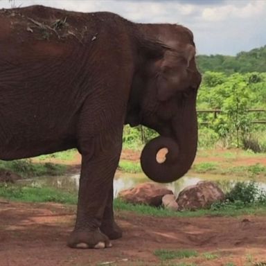 VIDEO: Elephant rescued from circus heads for new life in sanctuary