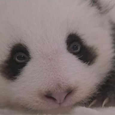 VIDEO: Adorable twin pandas get new sleeping quarters