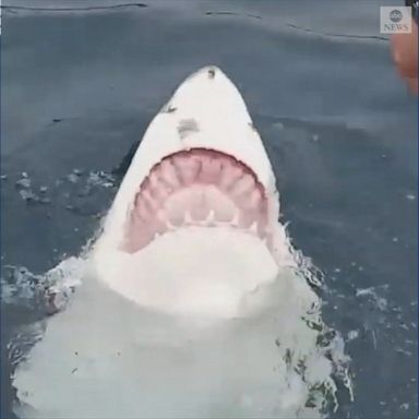 Shark swims on its back