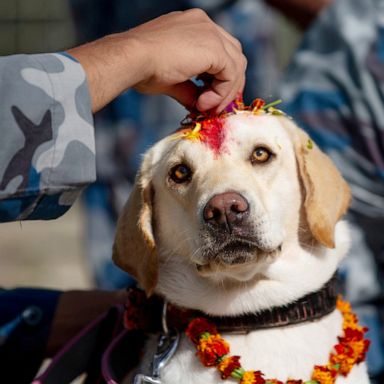 VIDEO: Dog worship day, Tiger Woods and California fires: World in Photos, Oct. 28