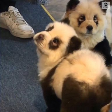 VIDEO: Cafe owner turns his dogs into pandas to draw in crowds