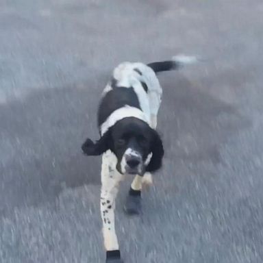 The 6-year-old springer spaniel, Bryson, is a cadaver-detection dog in New South Wales.