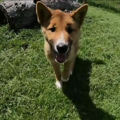 The 100% alpine dingo is a breed on the verge of extinction.