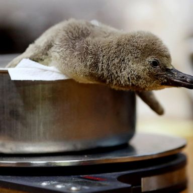 VIDEO: Baby penguin, cold weather and protests in Bolivia: World in Photos, Nov. 11 