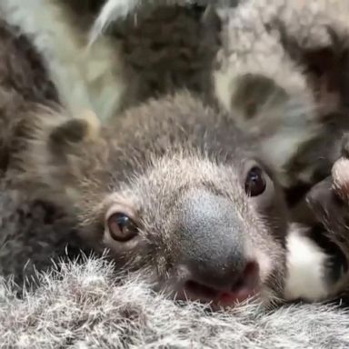 VIDEO: Melbourne Zoo welcomes first baby koala in 8 years