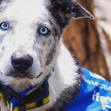 VIDEO: Hero dog uses his nose to find koalas affected by Australia bushfires