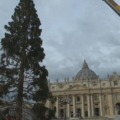 The tree was carefully placed by crane in St. Peter’s Square.