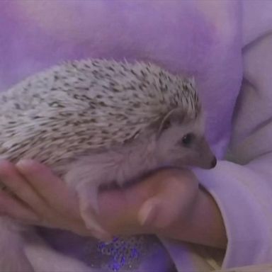 VIDEO: For under $10 you can play with hedgehogs at this cafe in Moscow