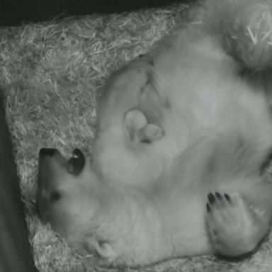 VIDEO: Polar bear mom has her paws full with tiny cub