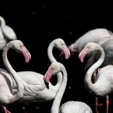 VIDEO: Flamingos, Pope Francis and California fire: World in Photos, Nov. 27