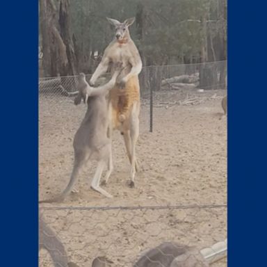 PHOTO: Boo the red kangaroo took on Eastern grey Barnie at a wildlife shelter in New South Wales, where a staff member assured that the encounter was friendly, not aggressive.