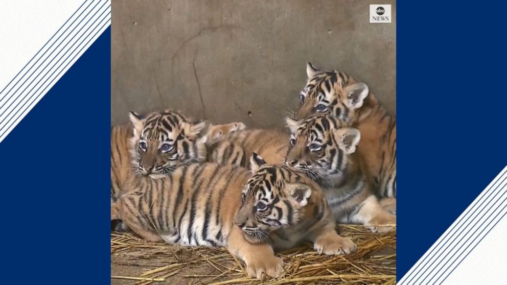 Tiger cubs and their mom at animal refuge center 