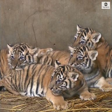 VIDEO: Baby tigers cuddle mom in Shanghai zoo