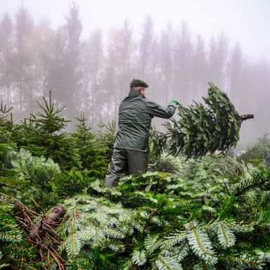 VIDEO: A Christmas tree farm, Greta Thunberg, Gadhimai Festival: World in Photos, Dec. 3