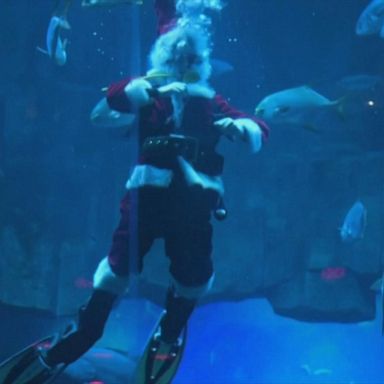 VIDEO: Scuba-diving Santa Claus swims with sharks in Paris