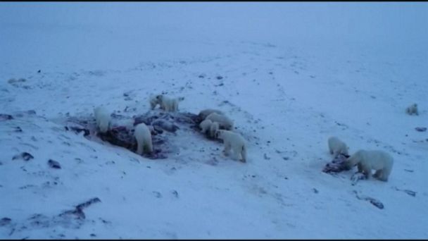 Video More than 50 polar bears descend on Russian village, frightening ...