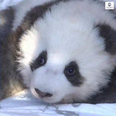 VIDEO: Panda twins make first public appearance at Berlin Zoo 