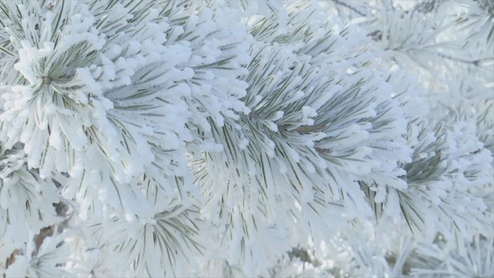 Ice Crystals Coat Tree Branches In Northwest China Video Abc News