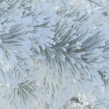 VIDEO: Ice crystals coat tree branches in northwest China