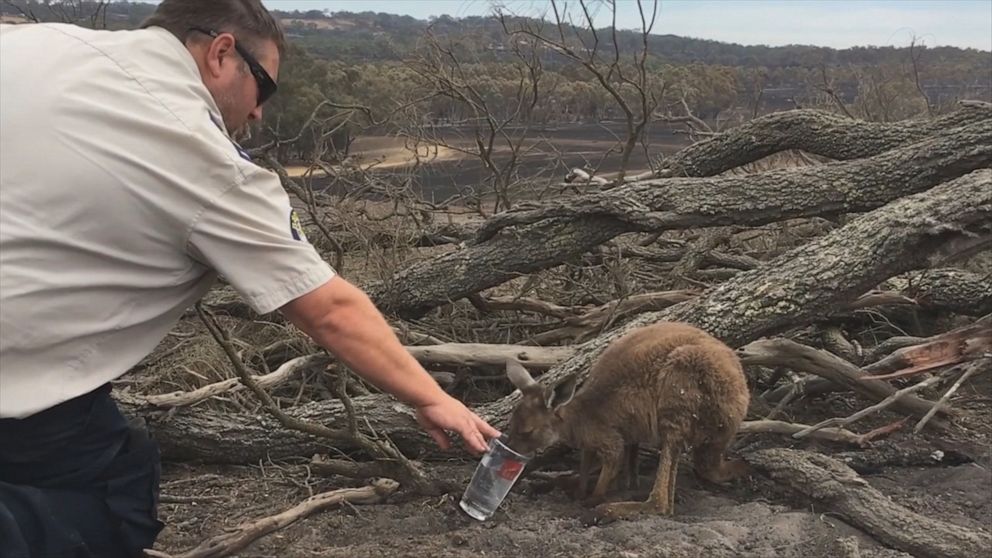 Kangaroo treated to water amid charred wasteland Video - ABC News