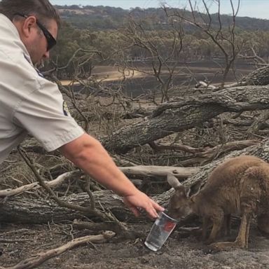 PHOTO: An RSPCA inspector gives water to a kangaroo found in a charred wasteland that had been scorched by raging bushfires.